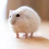 Хикаричка