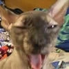 cat28888888