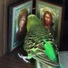 Крысь Домашняя