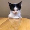 Фывкаплюх