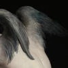 hirondelle_0