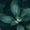 mint rain outside the window