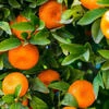 Happy Mandarin