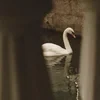 Charlotte_12