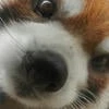 akuinfecto