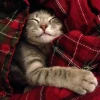 Любознательный кот