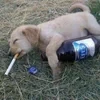 к44м4д