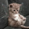 Алеся Котова