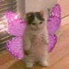 Limani_