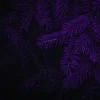 ray_of_darkness
