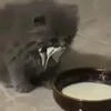 quwim