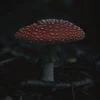 Аля Мухомор