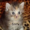 _.пушистая._