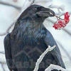 Ravenfullmoon