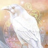 corbeau-blanc