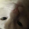Райя Гостуно