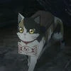 Котик Чачамару