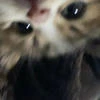 Arinka Meow