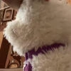 dogchao