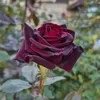 Лилия Мухтарова