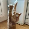 алисочка_а.