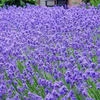 Lavender 3