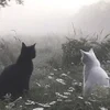 _Маленькая_фея_