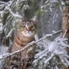 Кор-вар