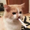 Феор