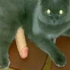 WarriorsCats18plus