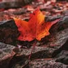Acer Folium