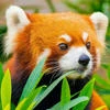 Red Bear_001