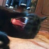 Meow11