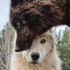 Chaotic Werewolf