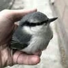 приветливая серая птичка