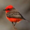 OrangeBird