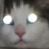 meeeooow