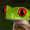 Big Mad Frog