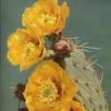 Ya_cactus