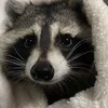 Just a black fox