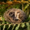 JustPasserBy
