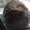 _Owl_Bokuto_