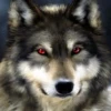 Loup de lune