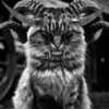 _Little_Cat_