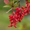 Кислый_Барбарис