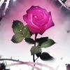 Purple Group