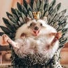 Каштан Инокентий