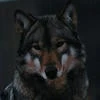 Lady__Wolf