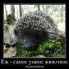И ежикам понятно