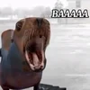 Negr gey